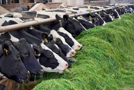 The price of urea for animal feed/قیمت اوره خوراک دام 
